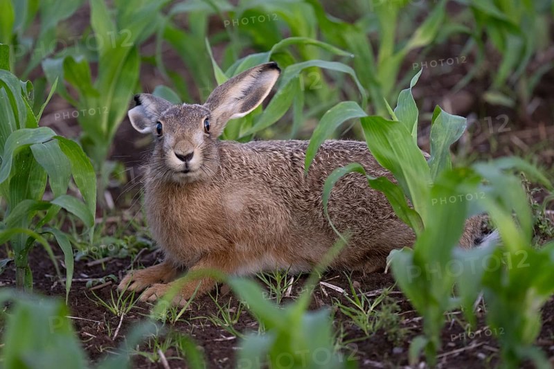 Brown hare in a maize field, Wittlich, Rhineland-Palatinate, Germany