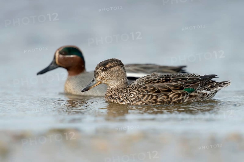 A pair of teals... Teal (Anas crecca), smallest duck in Europe, named for the characteristic call of the male, found inland and on the coast, widespread in fresh and brackish water, native to the Lower Rhine, Rhineland, North Rhine-Westphalia, Germany, Western Europe