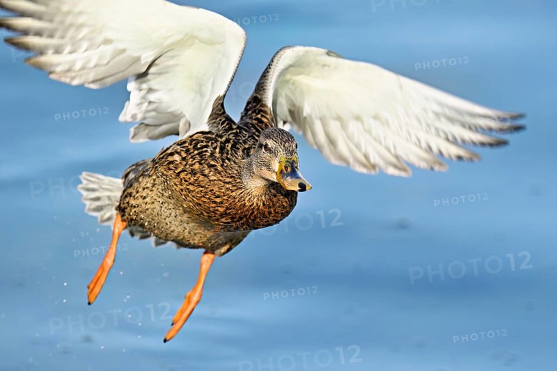 Mallard (Anas platyrhynchos), female in flight, Flachsee, nature reserve, Reusstal, Canton Aargau, Switzerland
