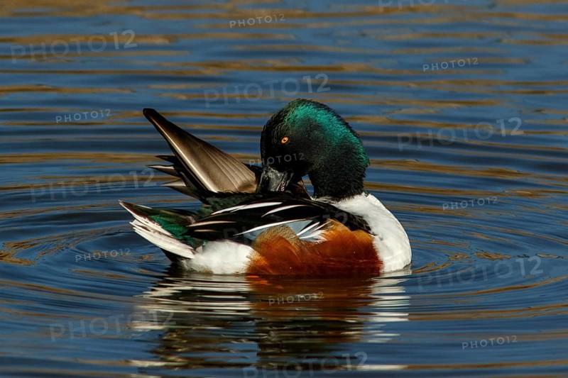 Northern Shoveler (Anas clypeata), male on marsh, Castile la Mancha, Spain