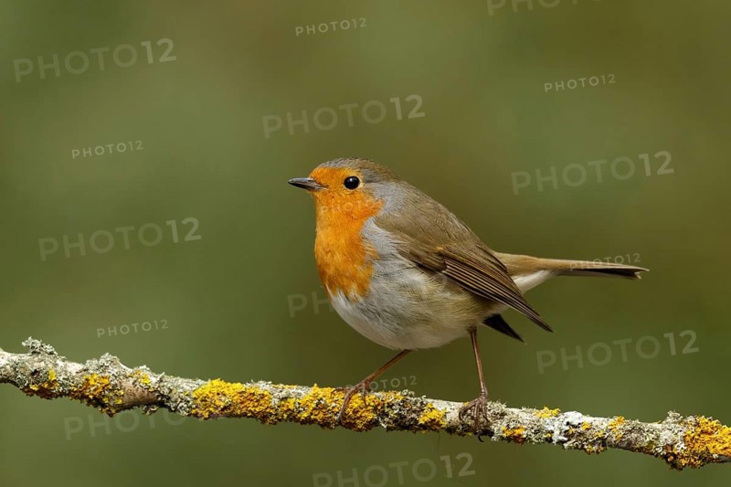 Roodborst zittend op tak, robin sitting on branch
