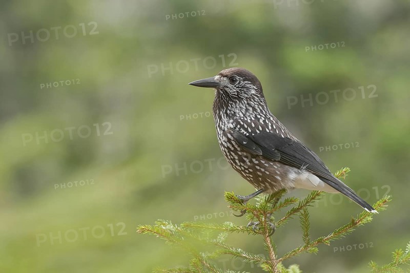 Spotted Nutcracker (Nucifraga caryocatactes), Grisons, Switzerland