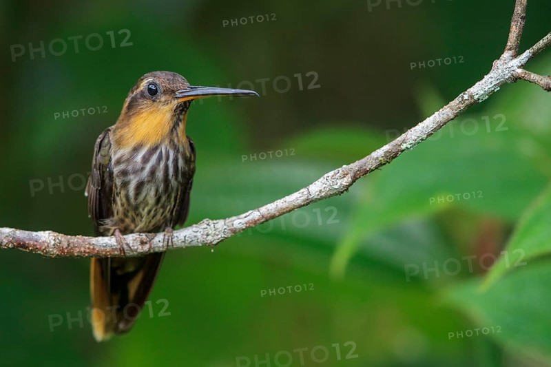 Saw-billed Hermit (Ramphodon naevius) perched on a branch in the Atlantic rainforest of southeast Brazil