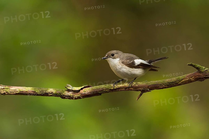 European Pied Flycatcher (Ficedula hypoleuca) female, Utrecht, Netherlands