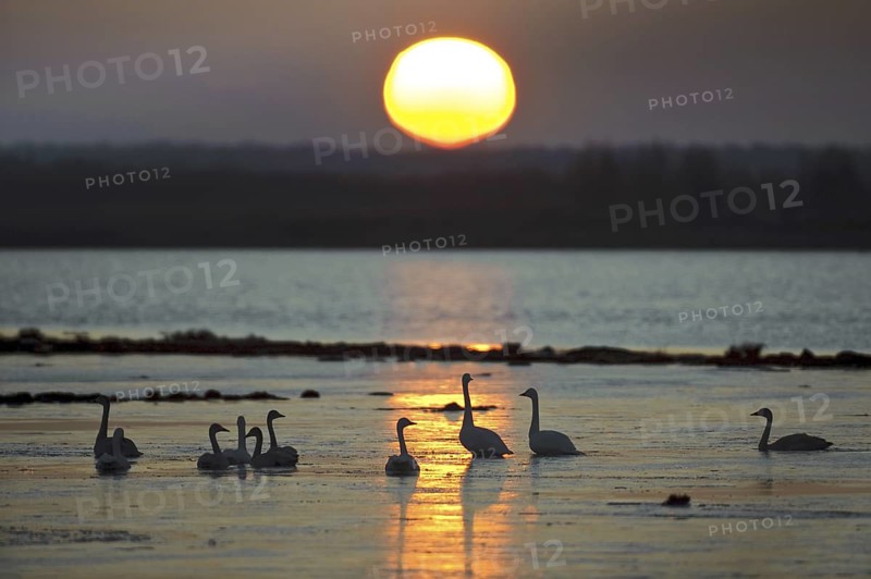 Whooper Swan (Cygnus cygnus), Lower Saxony, Germany