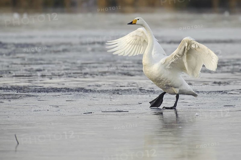Whooper Swan (Cygnus cygnus), Lower Saxony, Germany