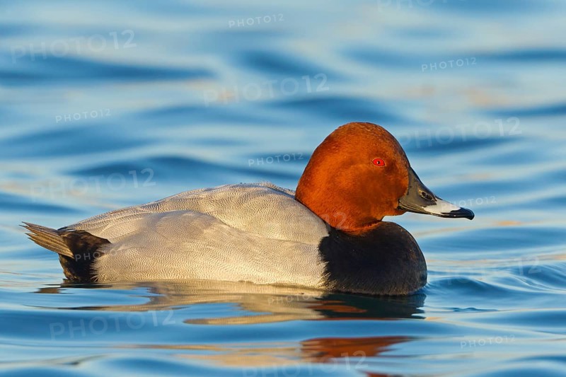 Common Pochard (Aythya ferina) male, Baden-Wuerttemberg, Germany