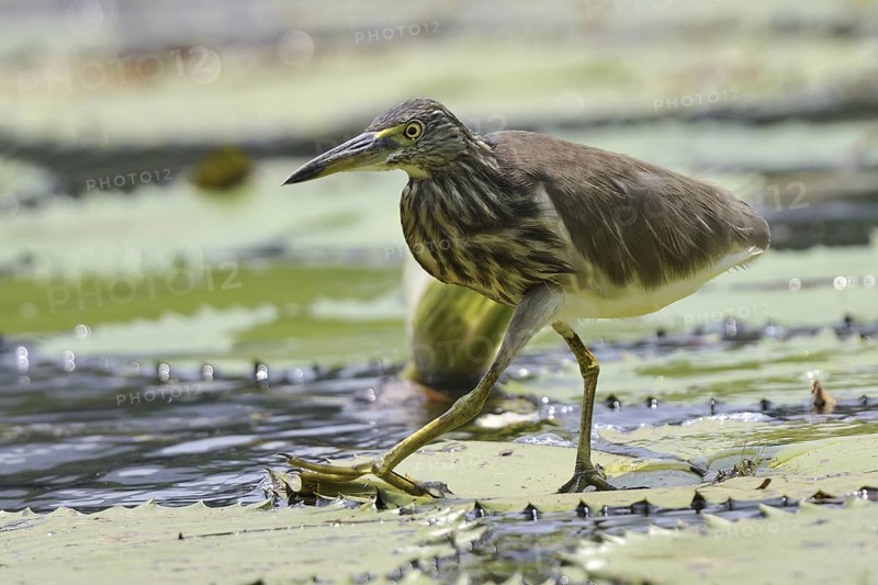 Indian Pond Heron (Ardeola grayii), Kerala, India