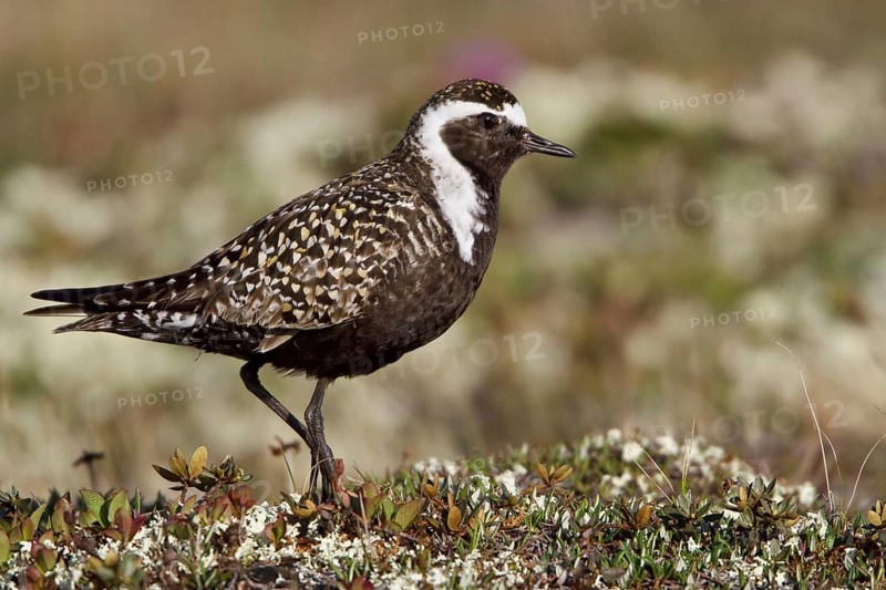 American Golden Plover (Pluvialis dominica) male, Manitoba, Canada
