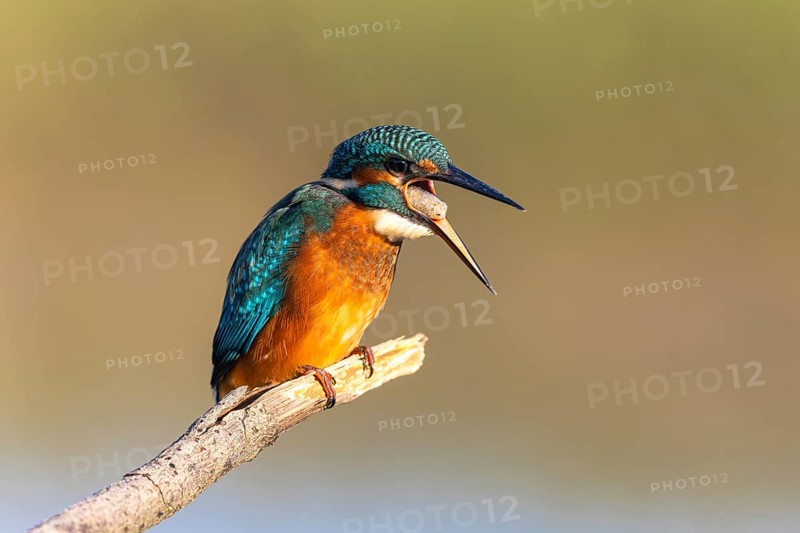 Common Kingfisher (Alcedo atthis) regurgitating pellet, North-Rhine Westphalia, Germany
