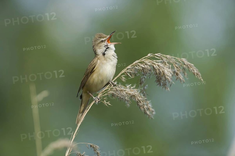 Great Reed Warbler (Acrocephalus arundinaceus) singing, Brandenburg, Germany