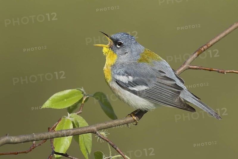 Northern Parula (Setophaga americana) singing, USA