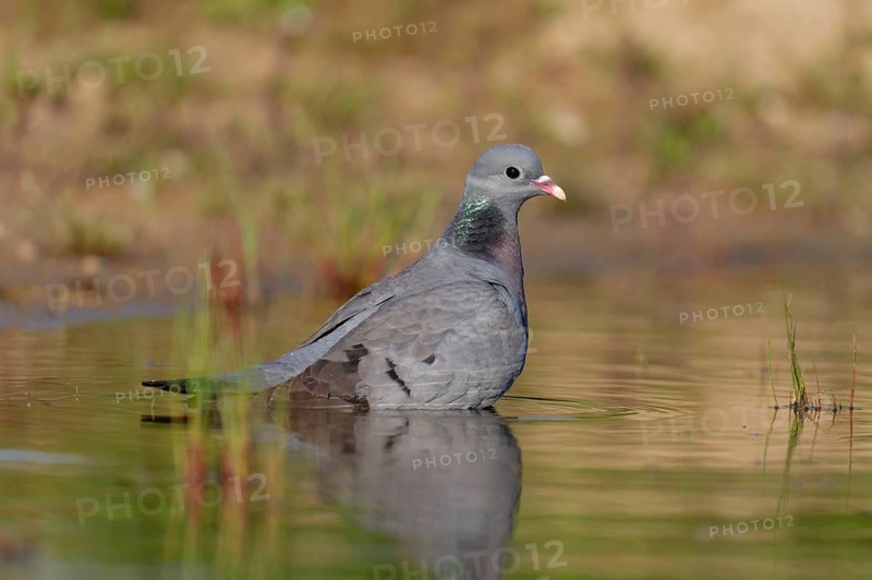 Stock Dove (Columba oenas) bathing, Brandenburg, Germany