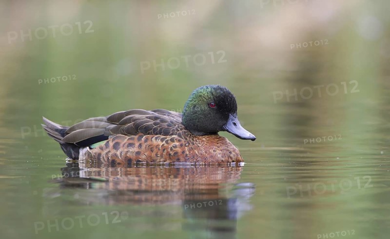 Chestnut Teal (Anas castanea) male, Victoria, Australia