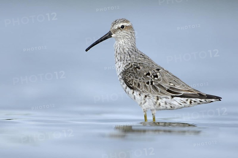 Stilt Sandpiper (Calidris himantopus), Texas, USA