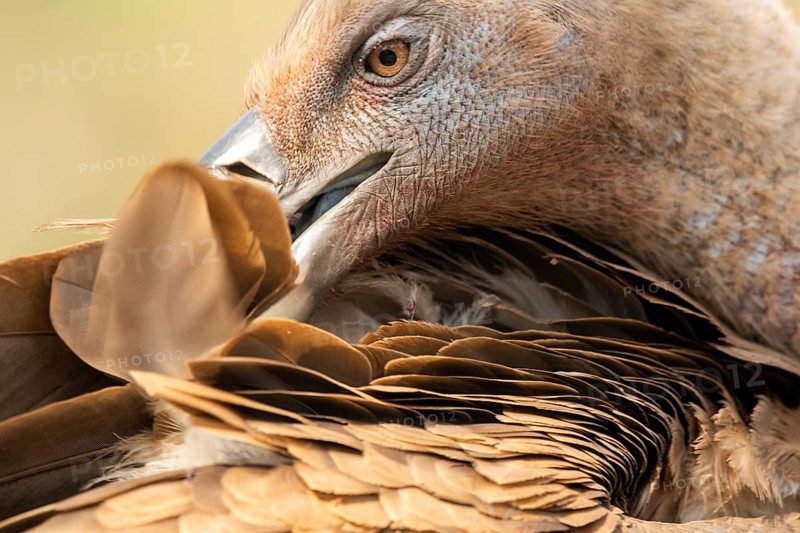 Griffon Vulture (Gyps fulvus) preening, Extremadura, Spain