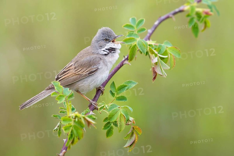 Common Whitethroat (Sylvia communis) male singing, perched on a twig, Poland