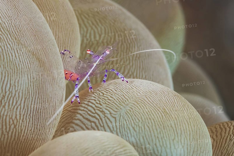 Anemonen-Partnergarnele, Ancylomenes tosaensis, Blasenkoralle, Plerogyra sinuosa Tosa Anemone Shrimp, Ancylomenes tosaensis, Bubble Coral, Plerogyra sinuosa