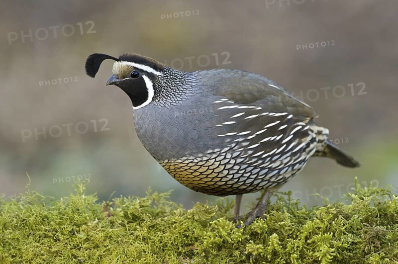 California Quail (Callipepla californica) male, Canada
