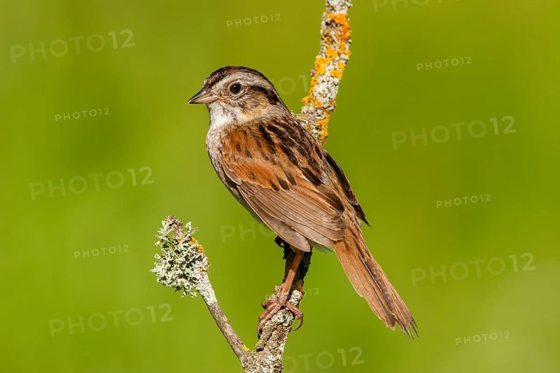 Swamp Sparrow Melospiza georgiana Tamarack, Aitken County, Minnesota, United States 18 June Adult Emberizidae