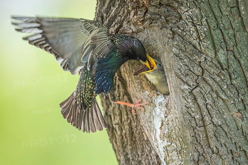Common Starling (Sturnus vulgaris) feeding young in nest hole, Rhineland-Palatinate, Germany