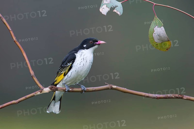 Painted Honeyeater (Grantiella picta), New South Wales, Australia