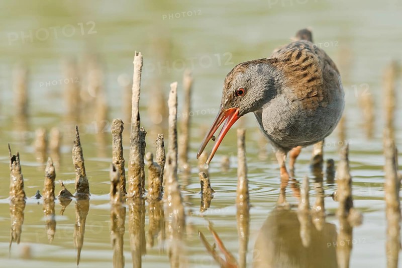 Water Rail (Rallus aquaticus) foraging, Tuscany, Italy
