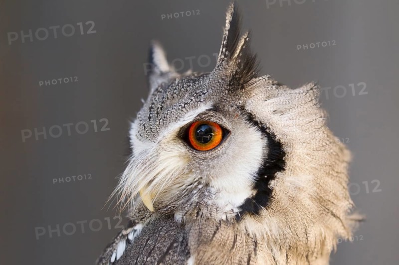 Southern White-faced Owl (Ptilopsis granti) captive, Germany