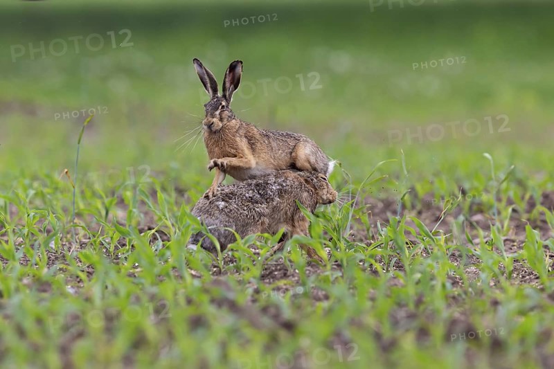 European Hare (Lepus europaeus) fighting, Brandenburg, Germany