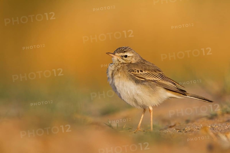 Tawny Pipit - Brachpieper - Anthus campestris, Oman