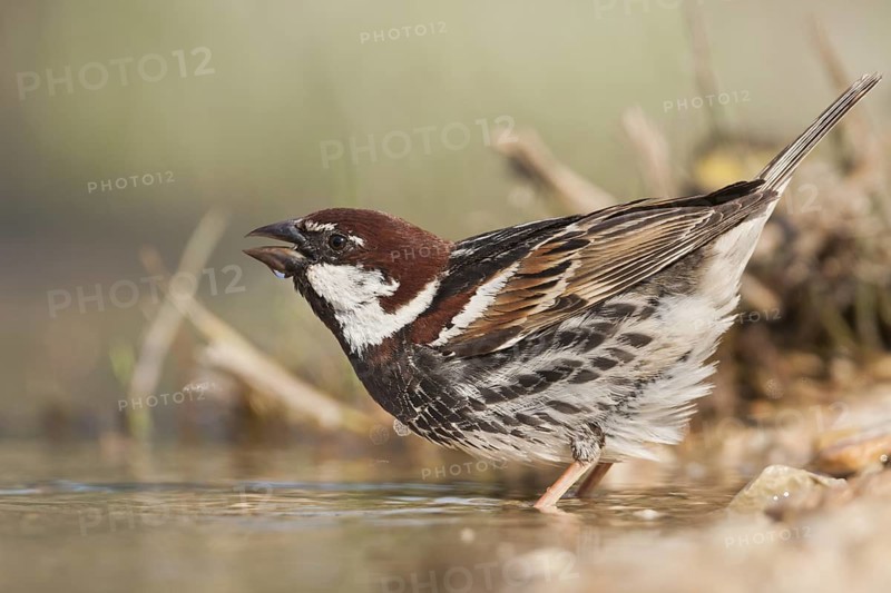 Spanish Sparrow - Weidensperling - Passer hispaniolensis ssp. hispaniolensis, adult male, Croatia