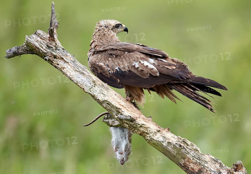 Black Kite (Milvus migrans) juvenile, Mecklenburg-Western Pomerania, Germany