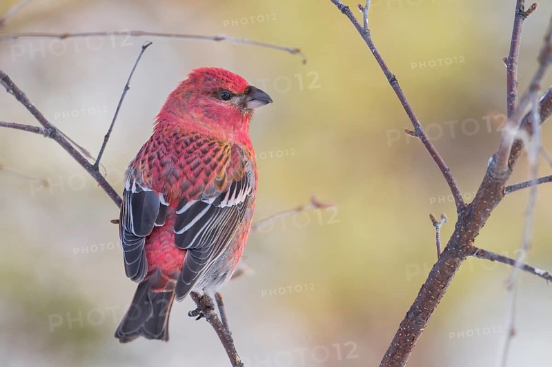 Pine Grosbeak - Hakengimpel - Pinicola enucleator, Finland, adult male