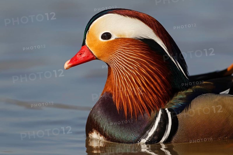 Mandarin Duck (Aix galericulata) male, Baden-Wuerttemberg, Germany