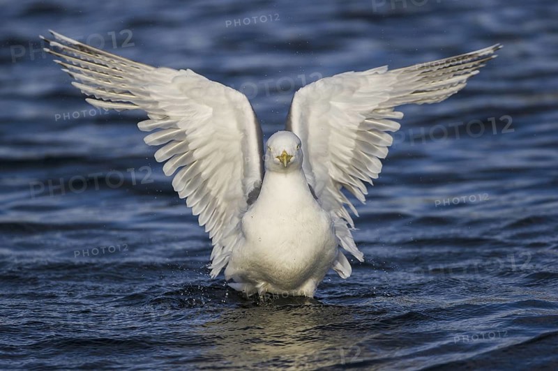 European Herring Gull (Larus argentatus), Nord-Trondelag, Norway
