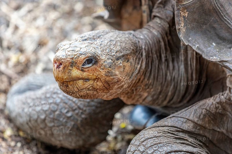 Giant tortoise (Chelonoidis nigra), Santa Cruz, Galapagos, Ecuador