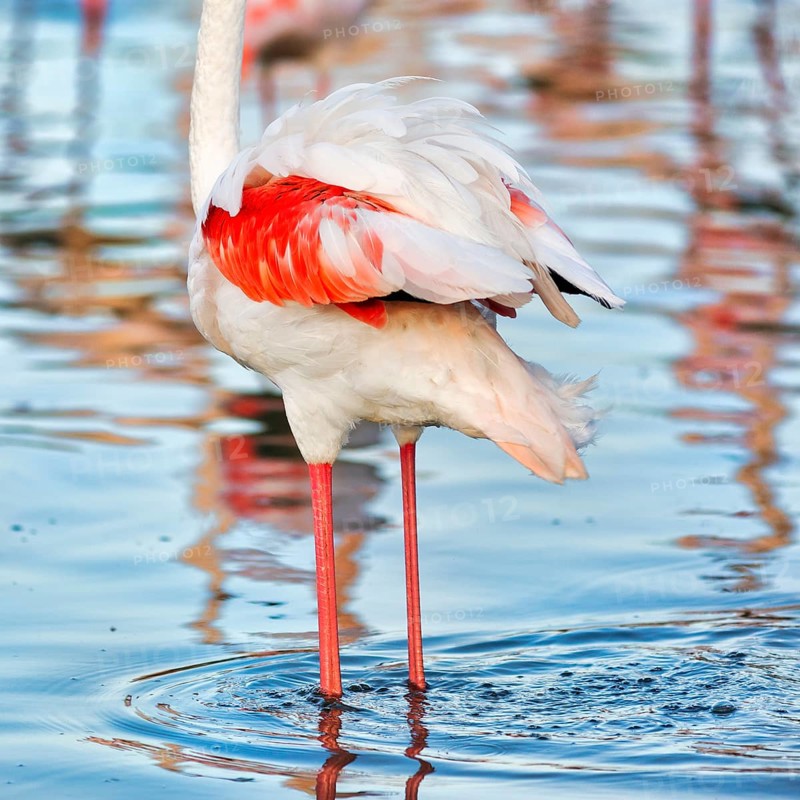 Pink flamingo (Phoenicopterus roseus), standing in a pond, plumage, Pont de Gau Bird Park, Saintes-Maries-de-la-Mer, Camargue Regional nature park Park, France
