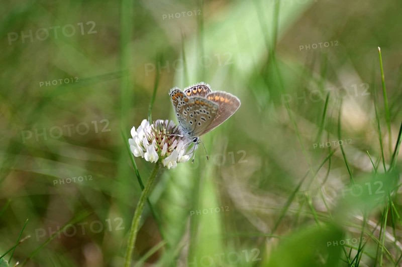 Blue butterfly (Polyommatus icarus), female, clover, meadow, The blue butterfly is sitting on a clover flower