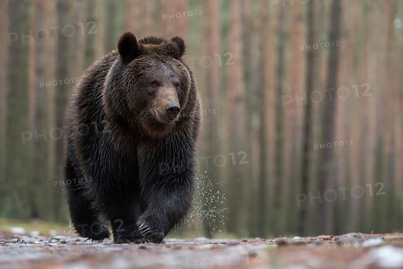 European brown bear (Ursus (genus) arctos) runs with a critical look directly towards the photographer lying on the ground, encounter, shot from the mouse's perspective, the knife-tip long dangerous claws of the bear are very nice to see