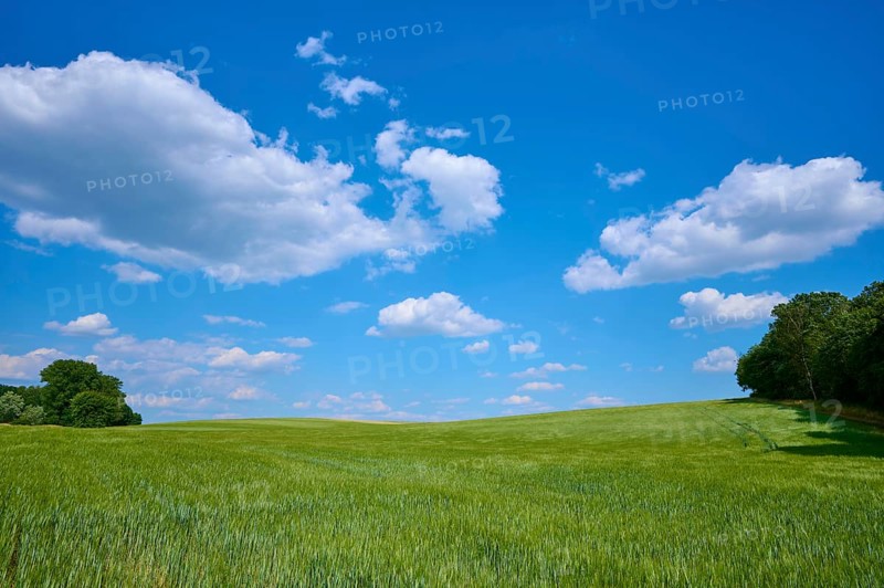 Wide barley field, blue sky with clouds, calm summer atmosphere, summer, Thüngen, district Main Spessart, Bavaria, Germany