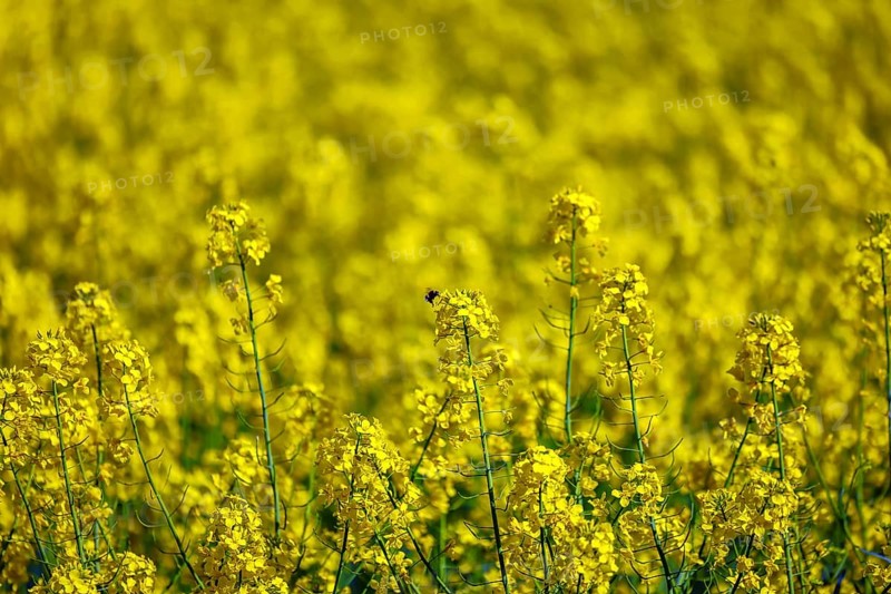 Bönen, North Rhine-Westphalia, Germany - Yellow rape field in bloom