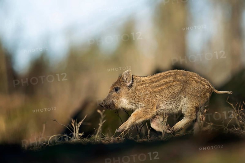 Pigs can fly too... Wild boar (Sus scrofa), young wild boar running through the forest at high speed, funny picture, series animal children, North Rhine-Westphalia, Germany, Western Europe
