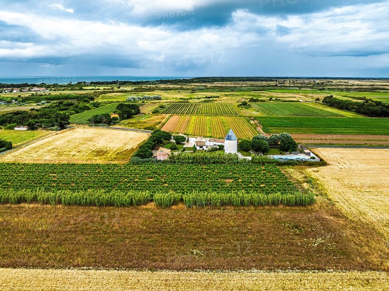 Fields and Grape plantations from a drone, Saint-Clement-des-Baleines, Atlantic, France