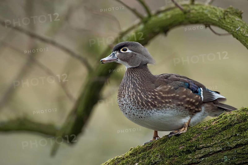 In the tree... Brown duck (Aix sponsa), female, very pretty duck species, not actually native to Germany, natural distribution area North America, but often a captive refugee, typical picture for the species, lives mainly on forest lakes, adapted to a life in wooded areas, trees serve as breeding and resting places, prefers to breed in abandoned nesting cavities of woodpeckers, native nature, Lower Rhine, Rhineland, North Rhine-Westphalia, Germany, Western Europe
