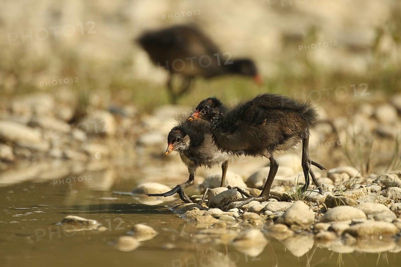 Green-footed moorhen (Gallinula chloropus) young birds foraging by the water in a gravel pit, Allgäu, Bavaria, Germany, Allgäu, Bavaria, Germany