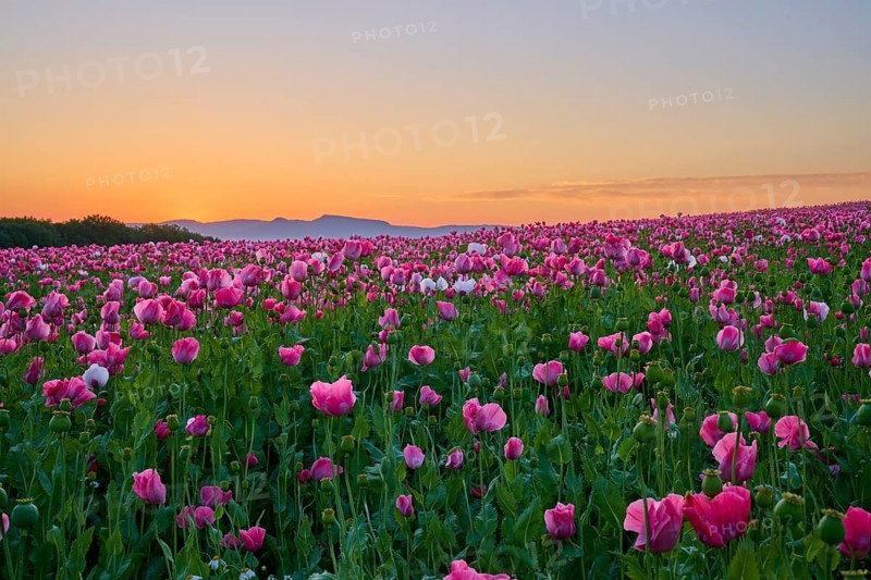 Opium poppy (Papaver somniferum), pink poppies under a calm morning sky, summer, Germerode, Geo nature park Park Frau-Holle-Land, Hoher Meissner, Hesse, Germany