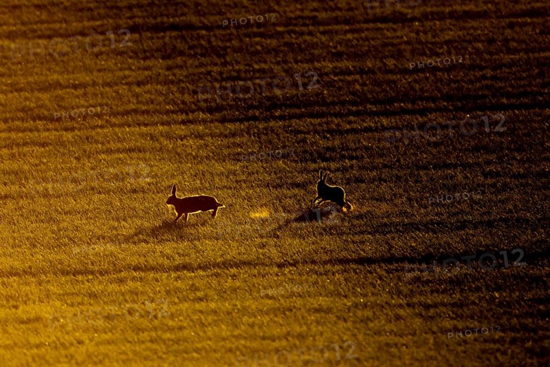 European brown hare (Lepus europaeus) silhouette of two adult animals running in a farmland field at sunset, England, United Kingdom