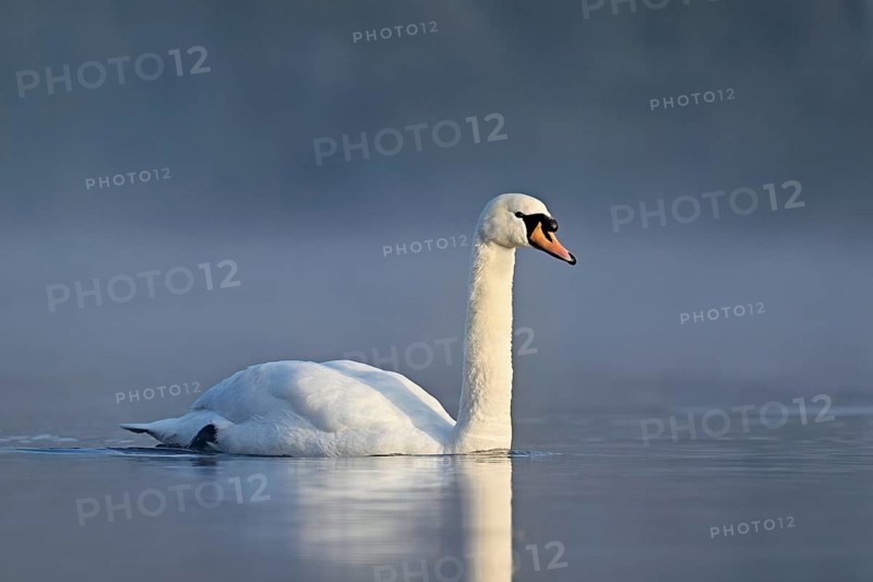 Mute swan (Cygnus olor), swimming in the morning light on the Flachsee, nature reserve, Reusstal, Freiamt, Canton Aargau, Switzerland