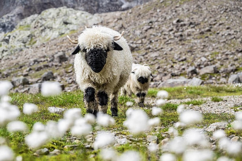 Two Valais Blacknose sheep (Ovis gmelini aries), in meadow with flowering white cotton grass, high alpine mountain valley, Obere Senner Egete, Stubai Alps, near Ridnaun, South Tyrol, Italy