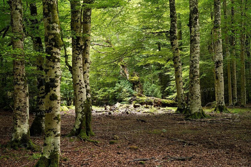 Forest in Ordesa y Monte Perdido National Park, Spain